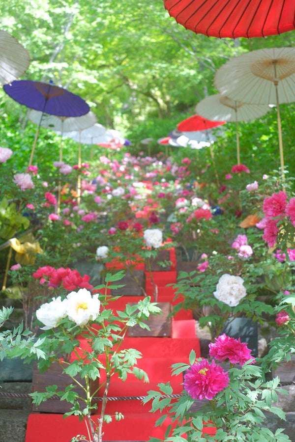 【福井県内発】 長谷寺ぼたんと室生寺しゃくなげ 麗しの大和路花めぐり 日帰り1